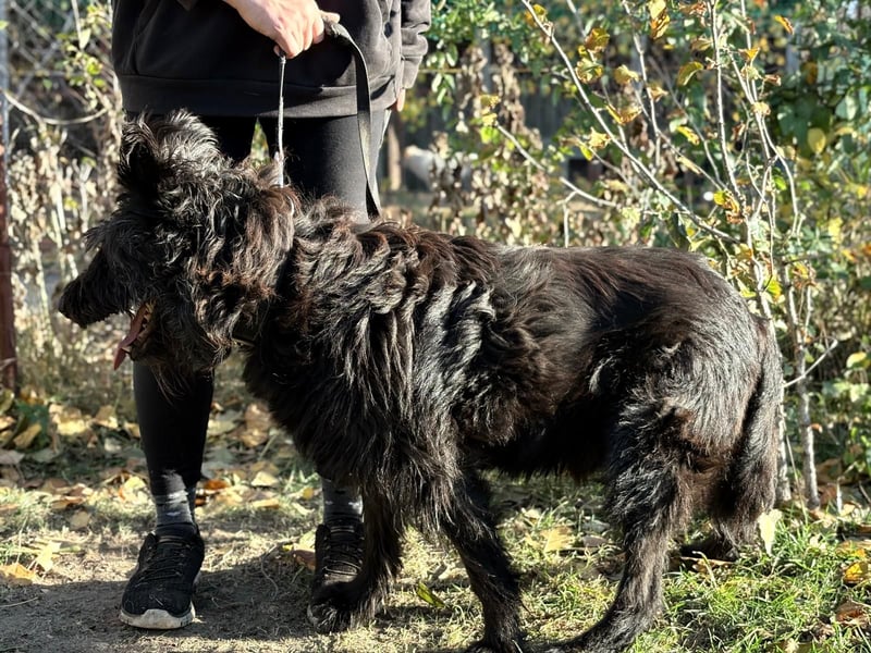 Ruven möchte zeigen, was für ein toller Hund er ist