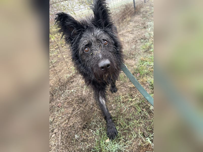 Ruven möchte zeigen, was für ein toller Hund er ist