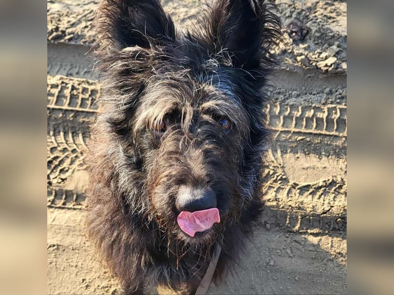 Ruven möchte zeigen, was für ein toller Hund er ist