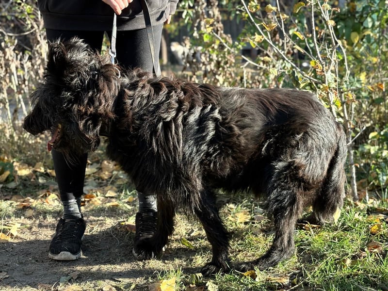 Ruven möchte zeigen, was für ein toller Hund er ist