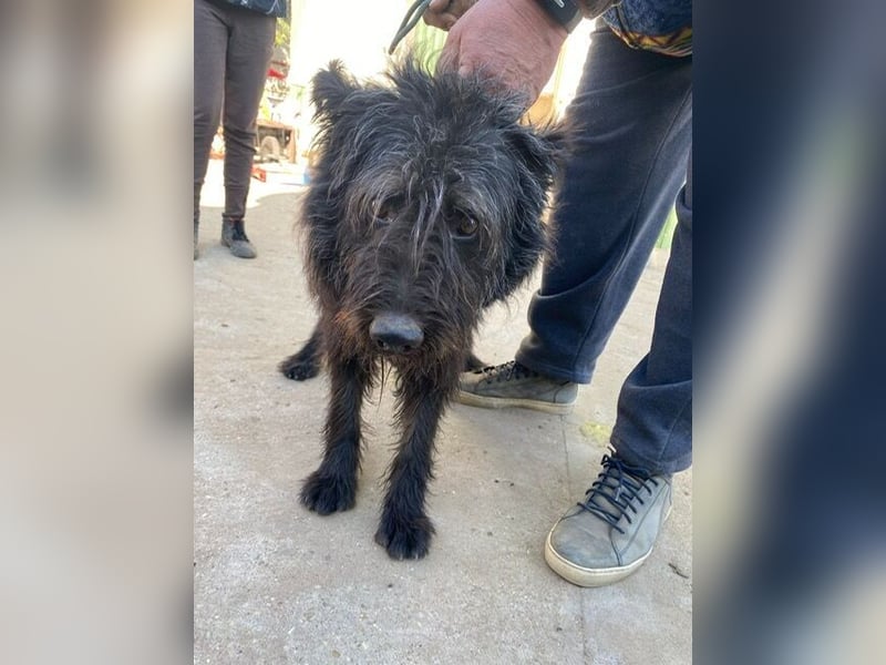 Ruven möchte zeigen, was für ein toller Hund er ist