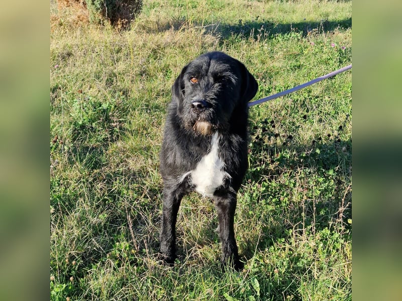 Brko - Kinderlieber, verträglicher Schnauzer-Mischling, 01.03.2016 geboren Brko - Kinderlieber, verträglicher Schnauzer-Mischling, 01.03.2016 geboren