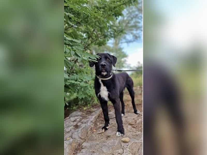 Brko - Kinderlieber, verträglicher Schnauzer-Mischling, 01.03.2016 geboren