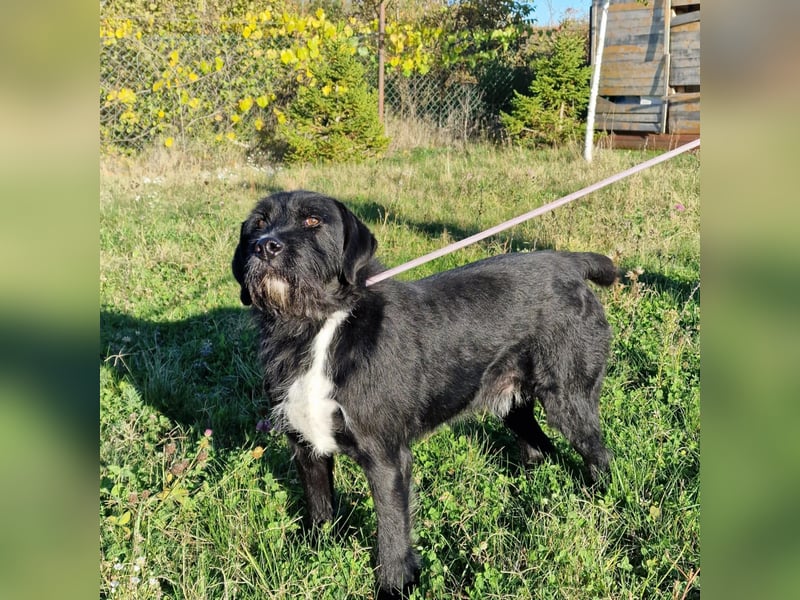 Brko - Kinderlieber, verträglicher Schnauzer-Mischling, 01.03.2016 geboren Brko - Kinderlieber, verträglicher Schnauzer-Mischling, 01.03.2016 geboren