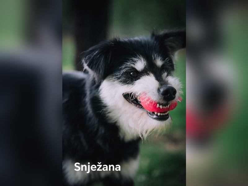 Snježana, Freude pur