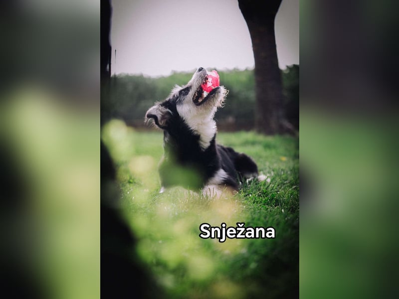 Snježana, Freude pur