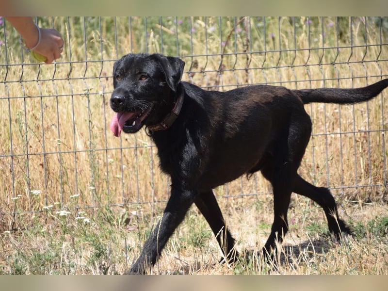 Kompot - sehr lieber toller Rüde, der uns Menschen und Hunde mag