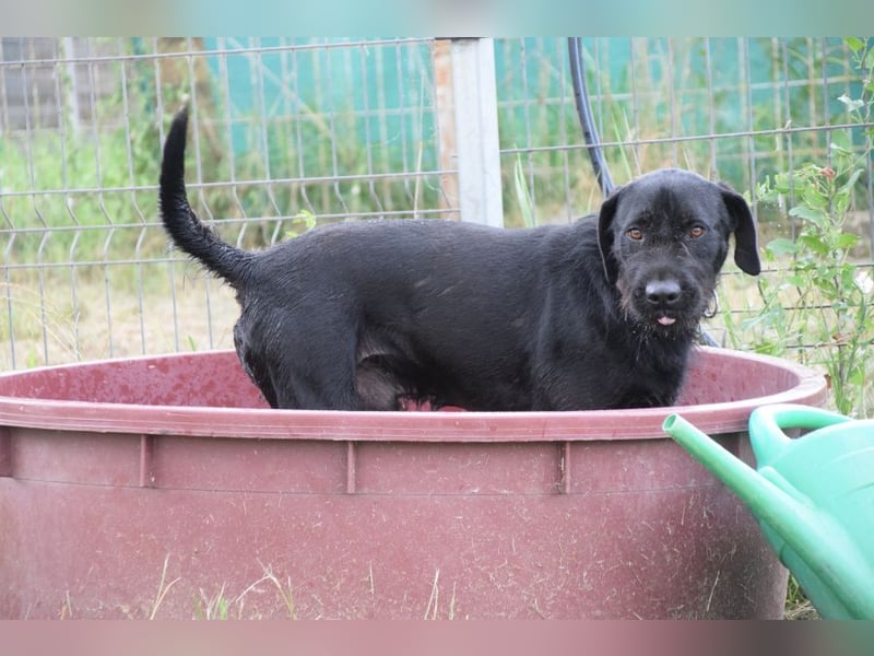 Kompot - sehr lieber toller Rüde, der uns Menschen und Hunde mag