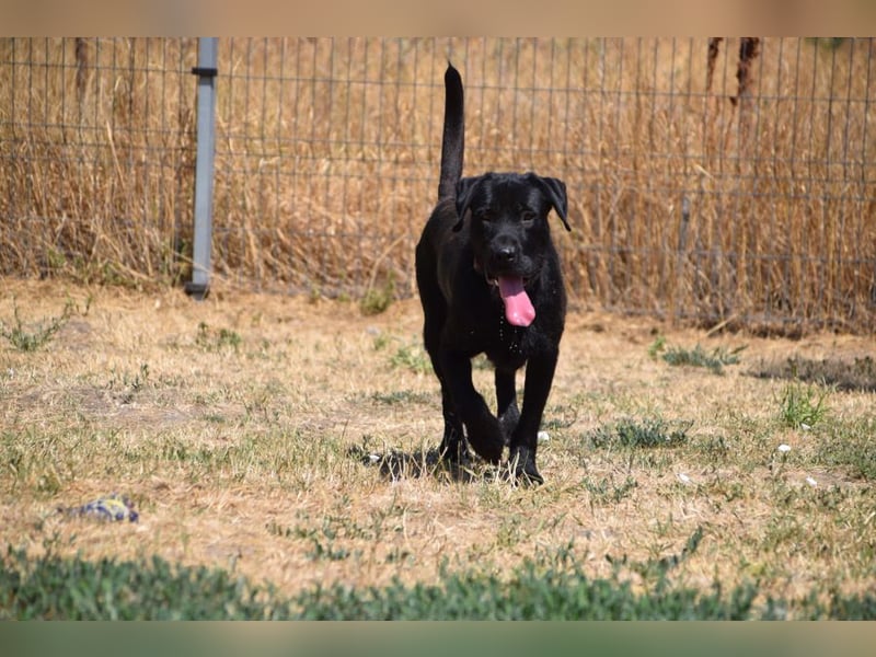 Kompot - sehr lieber toller Rüde, der uns Menschen und Hunde mag