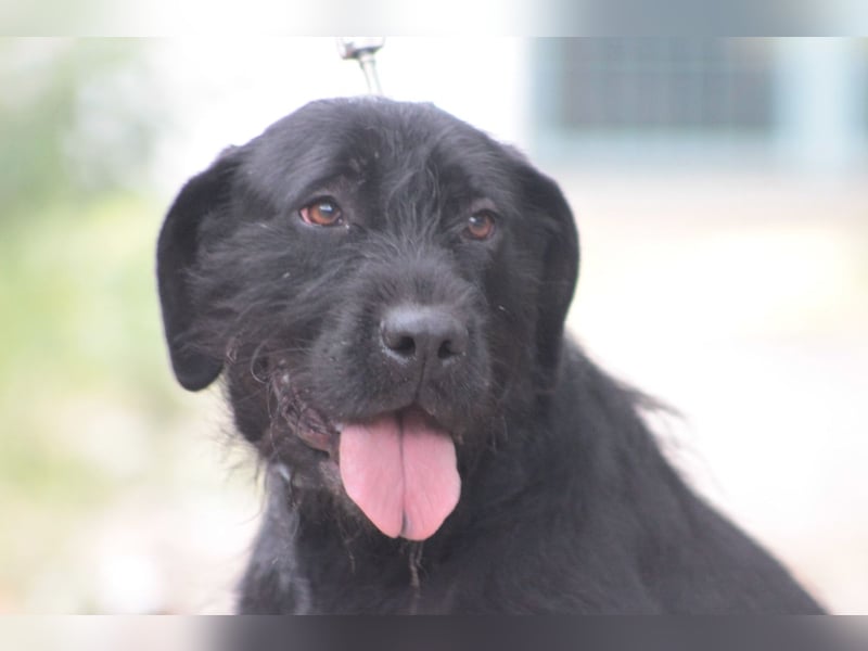 Kompot - sehr lieber toller Rüde, der uns Menschen und Hunde mag