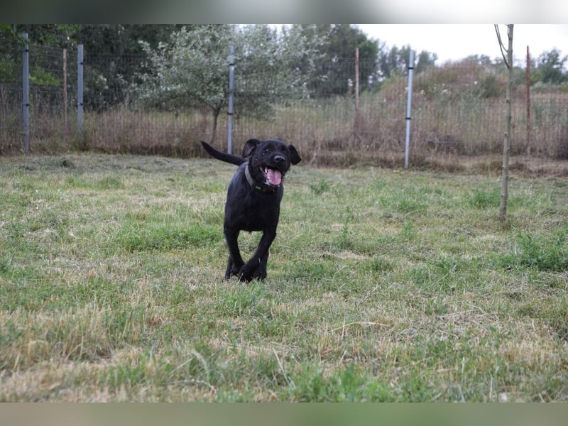 Kompot - sehr lieber toller Rüde, der uns Menschen und Hunde mag