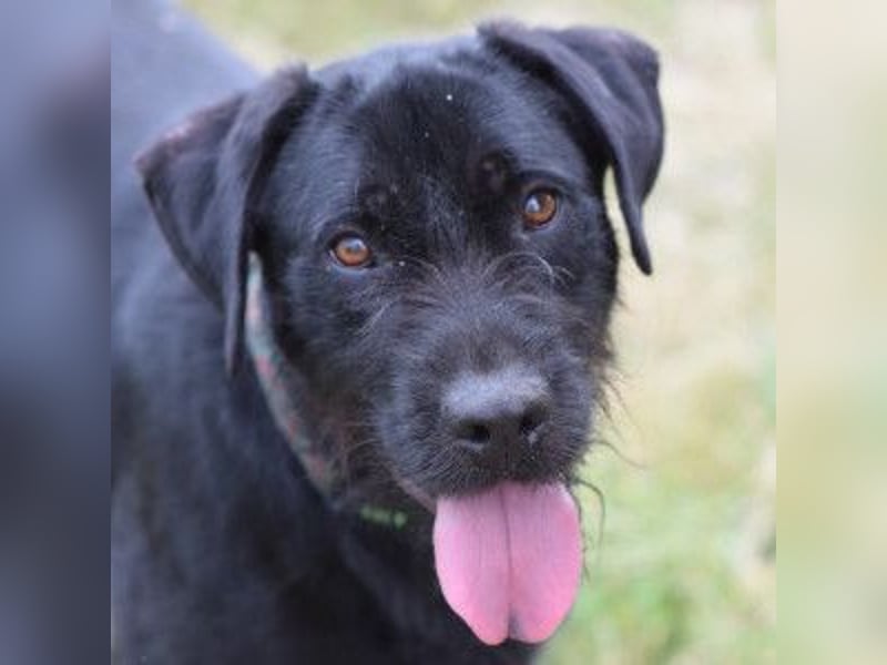 Kompot - sehr lieber toller Rüde, der uns Menschen und Hunde mag