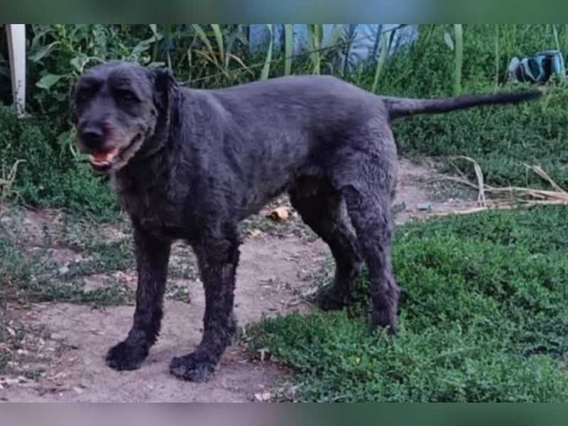 Kormi - liebenswerter Rüde der die Menschen sehr mag