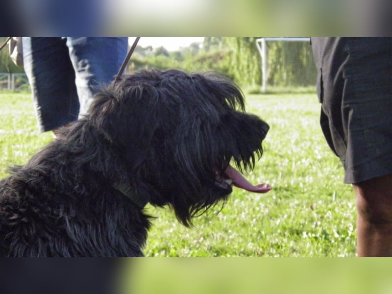 Kormi - liebenswerter Rüde der die Menschen sehr mag