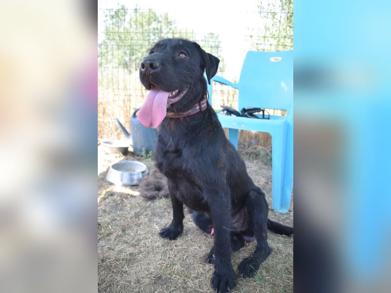 Kompot - sehr lieber toller Rüde, der uns Menschen und Hunde mag