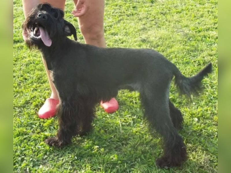 Kormi - liebenswerter Rüde der die Menschen sehr mag