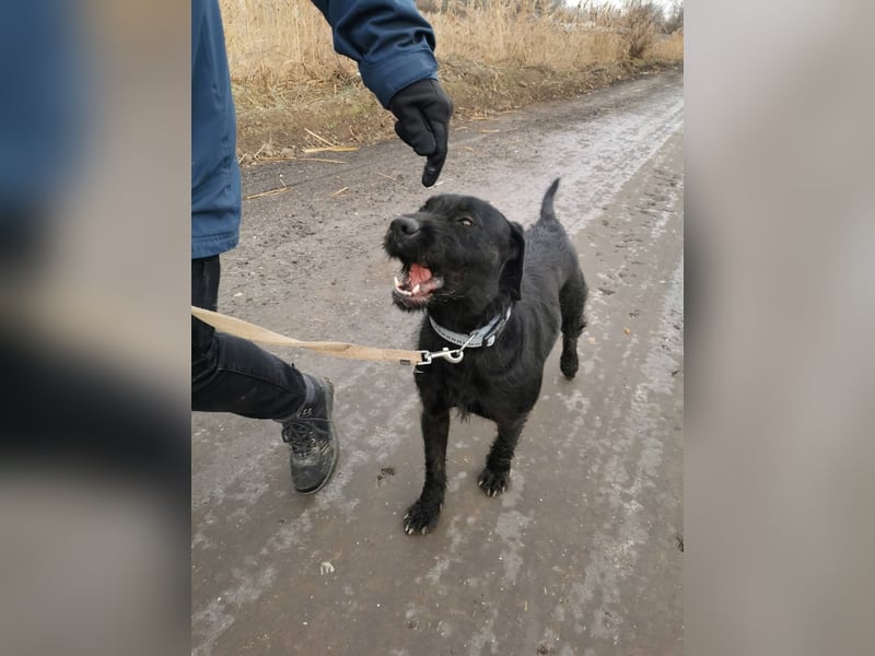 Kompot - sehr lieber toller Rüde, der uns Menschen und Hunde mag