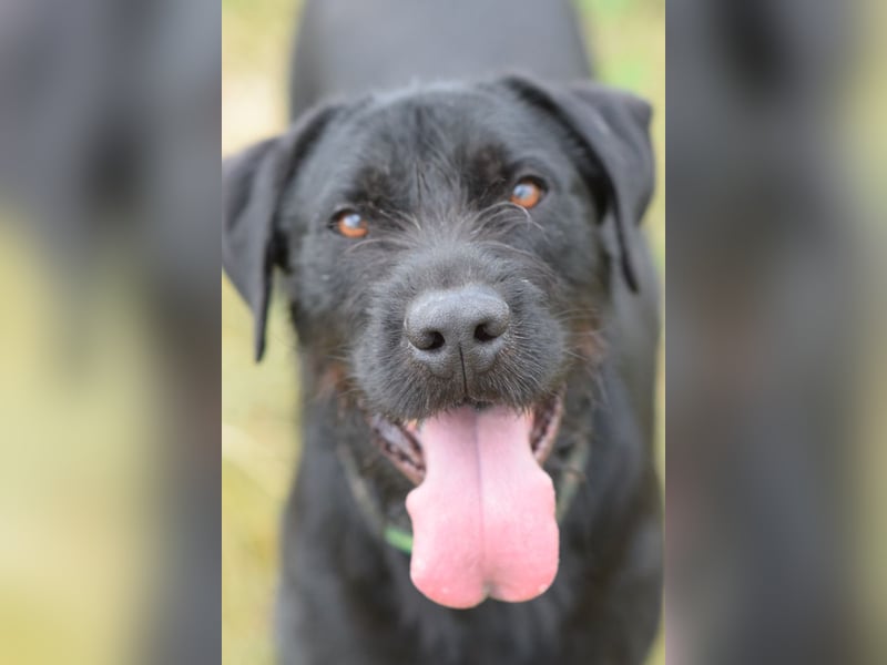 Kompot - sehr lieber toller Rüde, der uns Menschen und Hunde mag