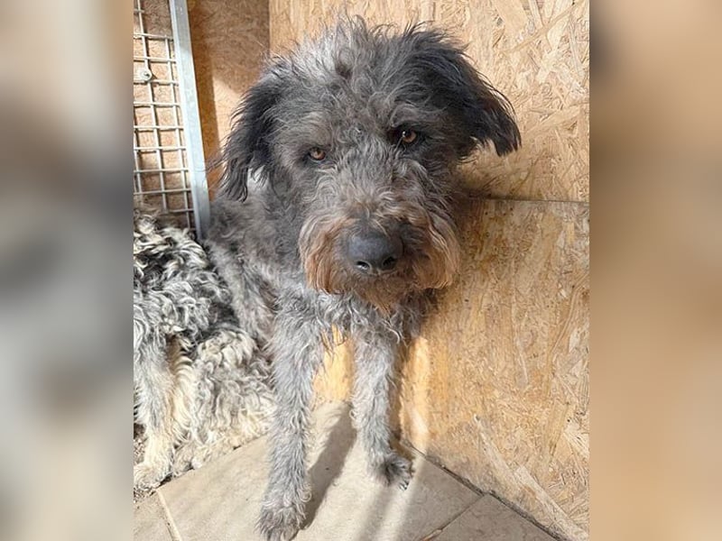 zarte Seele KONCI - 2 Jahre, 55cm - Schnauzer-Mix