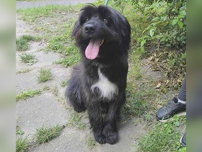 ❤️wunderschöner XENO - 2 Jahre, 53cm - Schnauzer-Mix