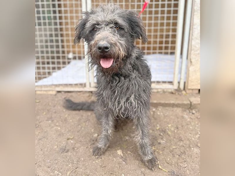 ❤️❤️❤️ zarte Seele KONCI - 2 Jahre, 55cm - Schnauzer-Mix