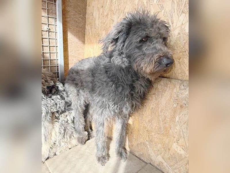 zarte Seele KONCI - 2 Jahre, 55cm - Schnauzer-Mix