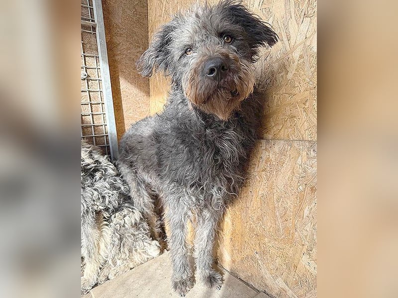 zarte Seele KONCI - 2 Jahre, 55cm - Schnauzer-Mix