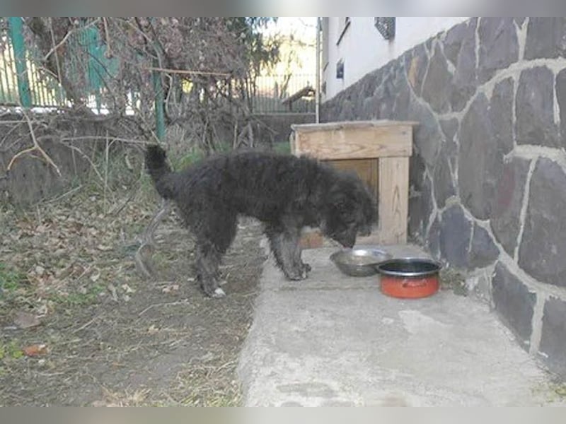 kuschelige AMANI - 6 Monate, 45cm/später 54cm - Schnauzer-Pumi