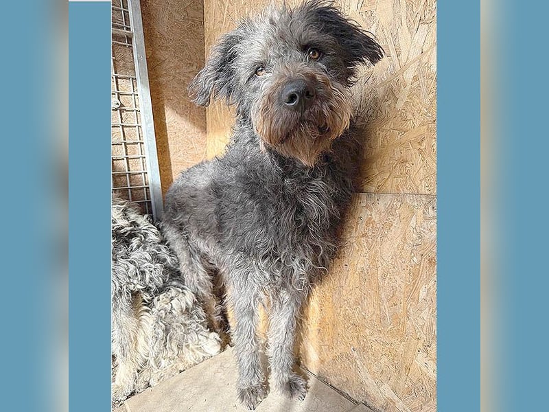 zarte Seele KONCI - 2 Jahre, 55cm - Schnauzer-Mix