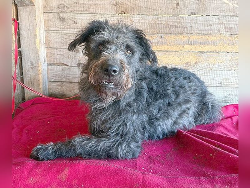 ❤️❤️❤️ zarte Seele KONCI - 2 Jahre, 55cm - Schnauzer-Mix