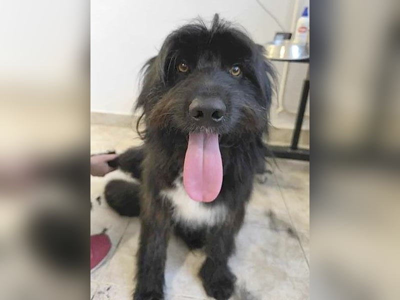 ❤️wunderschöner XENO - 2 Jahre, 53cm - Schnauzer-Mix