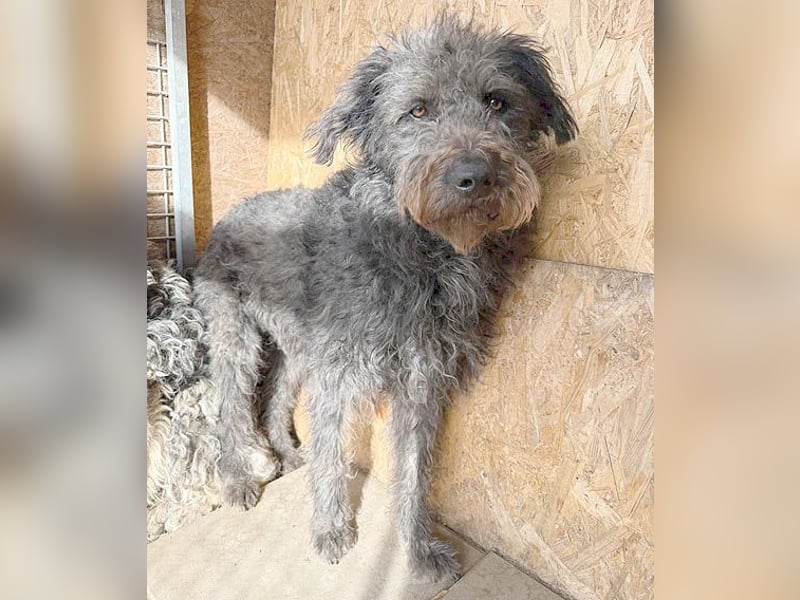 zarte Seele KONCI - 2 Jahre, 55cm - Schnauzer-Mix