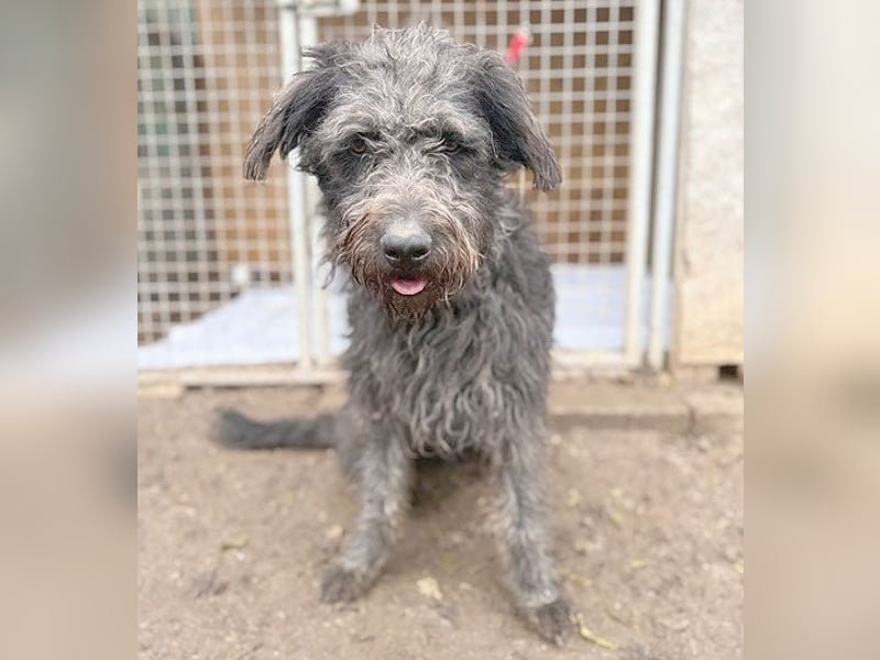 ❤️❤️❤️ zarte Seele KONCI - 2 Jahre, 55cm - Schnauzer-Mix