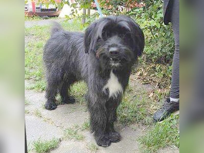 ❤️wunderschöner XENO - 2 Jahre, 53cm - Schnauzer-Mix