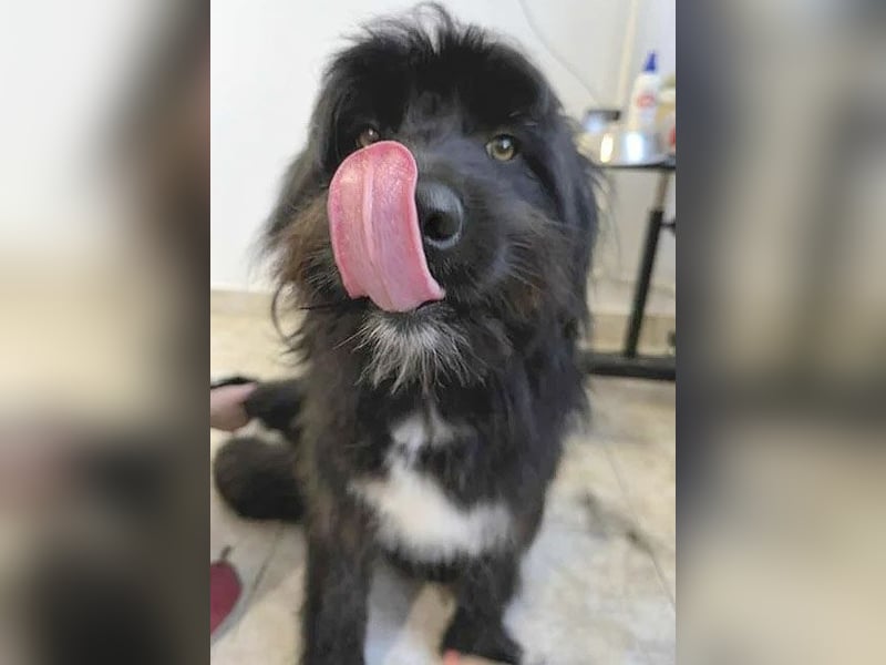 ❤️wunderschöner XENO - 2 Jahre, 53cm - Schnauzer-Mix