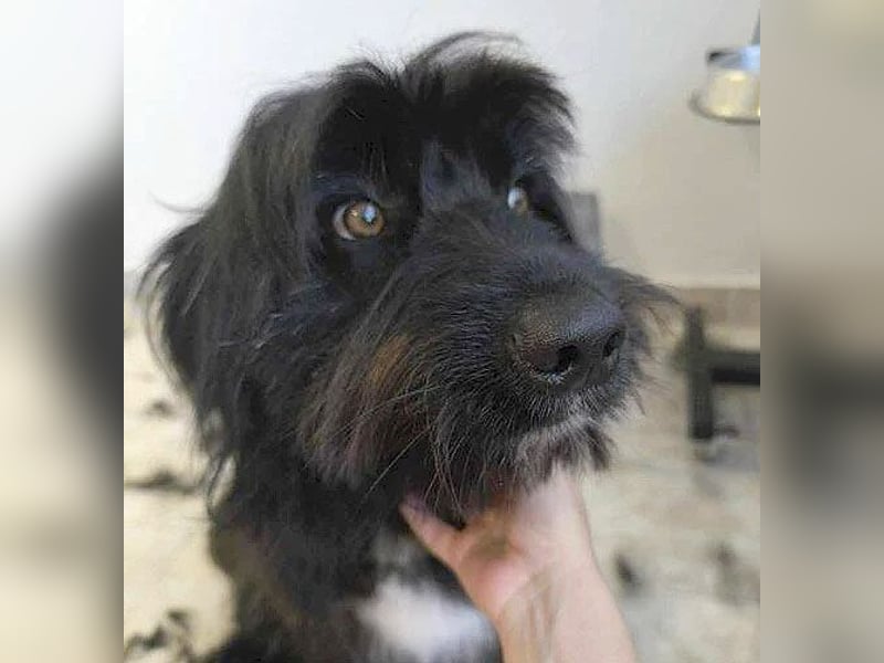 ❤️wunderschöner XENO - 2 Jahre, 53cm - Schnauzer-Mix