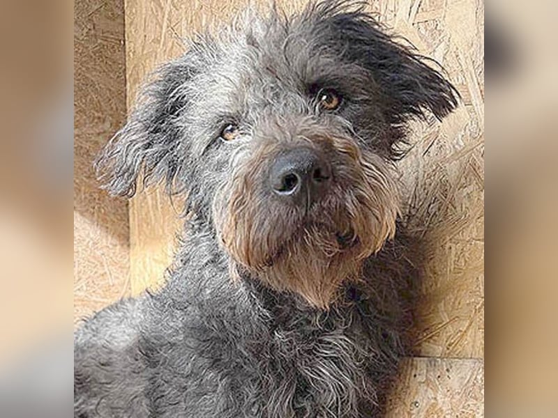 zarte Seele KONCI - 2 Jahre, 55cm - Schnauzer-Mix