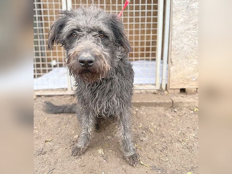 ❤️❤️❤️ zarte Seele KONCI - 2 Jahre, 55cm - Schnauzer-Mix
