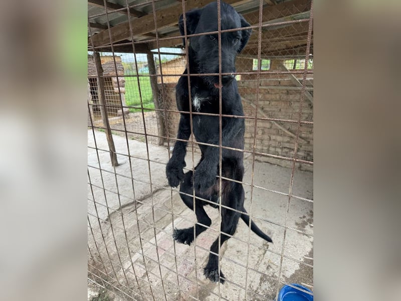 Kormos sucht ein Zuhause