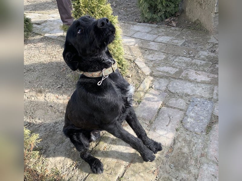 Kormos sucht ein Zuhause