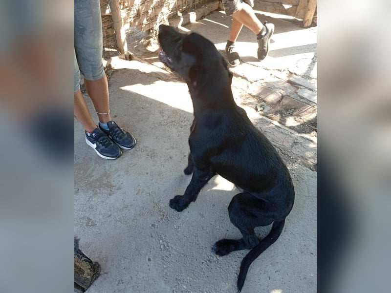 Kormos sucht ein Zuhause