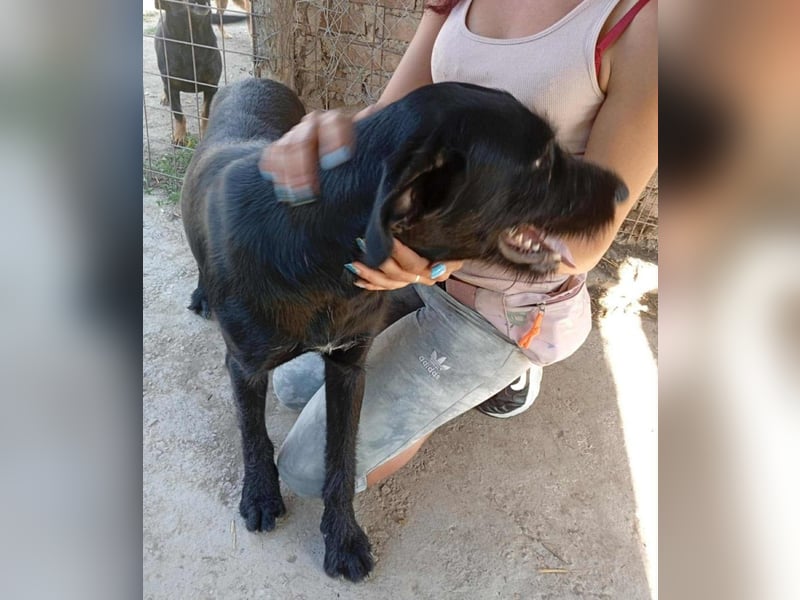 Kormos sucht ein Zuhause