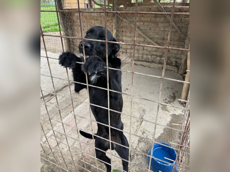 Kormos sucht ein Zuhause