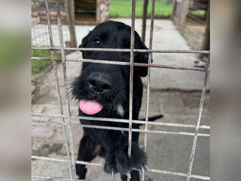 Kormos sucht ein Zuhause