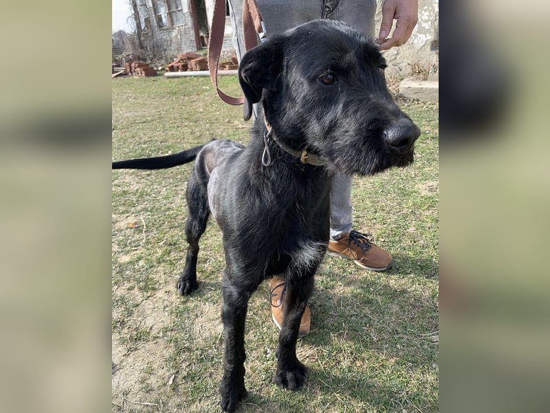 Kormos sucht ein Zuhause