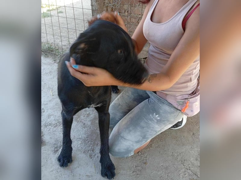 Kormos sucht ein Zuhause