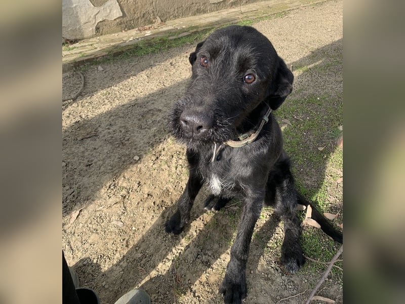 Kormos sucht ein Zuhause