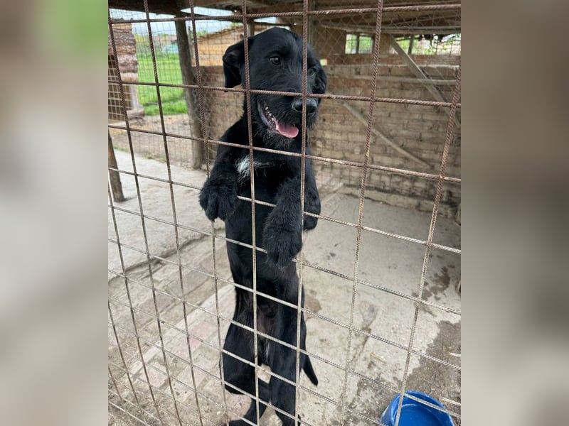 Kormos sucht ein Zuhause