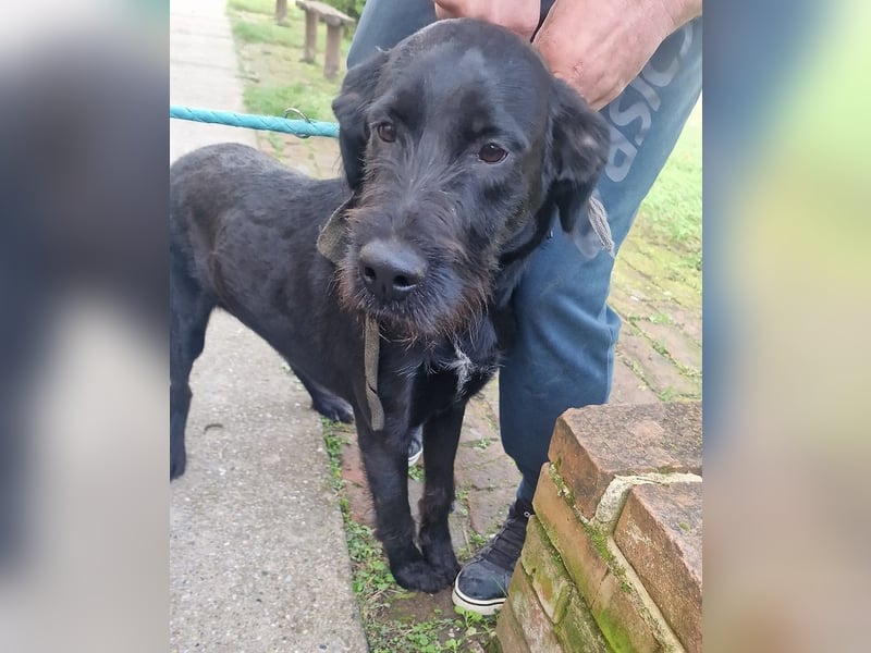 Kormos sucht ein Zuhause