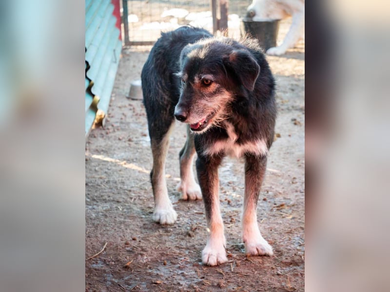 Boomer - freundlicher Schatz